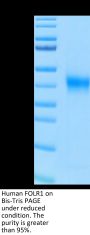 Human FOLR1 Protein, Ultra Low Endotoxin (FOL-HM4R1-UL)