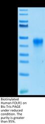Biotinylated Human FOLR1 Protein (FOL-HM4R1B)