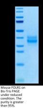 Mouse FOLR1 Protein (FOL-MM1R1)