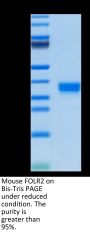 Mouse FOLR2 Protein (FOL-MM1R2)