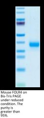 Mouse FOLR4/Juno Protein (FOL-MM1R4)