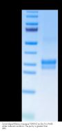 Cynomolgus/Rhesus macaque TNFSF15 Protein (active trimer) (FSF-CM115)