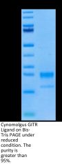 Cynomolgus GITR Ligand/TNFSF18 Protein (FSF-CM118)