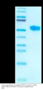 Cynomolgus/Rhesus macaque TNFSF15 Protein (FSF-CM215)