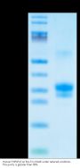 Human TNFSF15 Protein (active trimer) (FSF-HM115)