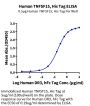 Human TNFSF15 Protein (active trimer) (FSF-HM115)