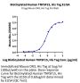 Biotinylated Human TNFSF15 Protein (Primary Amine Labeling) (FSF-HM115B)