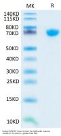 Human TNFSF15 Trimer Protein (FSF-HM415)