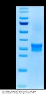Biotinylated Human TNFSF15 Protein (FSF-HM415B)