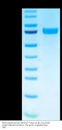 Biotinylated Human TNFSF15 Trimer Protein (Primary Amine Labeling) (FSF-HM416B)