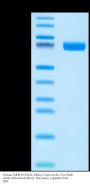 Human TNFSF15 (R32A, R85A) Trimer Protein (FSF-HM41M)