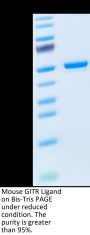 Mouse GITR Ligand/TNFSF18 Protein (FSF-MM218)