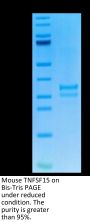 Mouse TNFSF15 Protein (active trimer) (FSF-MM415)