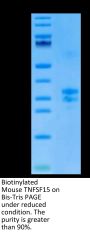 Biotinylated Mouse TNFSF15 Protein (FSF-MM415B)