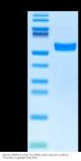 Mouse TNFSF15 Protein (FSF-MM615)