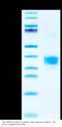 Rat TNFSF15 Protein (FSF-RM215)
