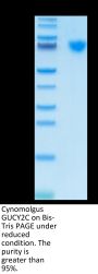 Cynomolgus GUCY2C/Guanylyl cyclase C Protein (GCC-CM101)