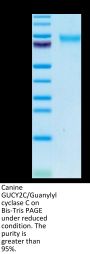 Canine GUCY2C/Guanylyl cyclase C Protein (GCC-DM101)