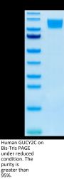 Human GUCY2C/Guanylyl cyclase C Protein (GCC-HM201)