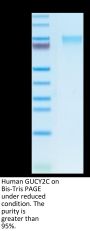 Human GUCY2C/Guanylyl cyclase C Protein (GCC-HM401)