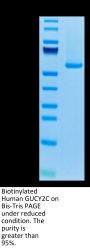 Biotinylated Human GUCY2C/Guanylyl cyclase C Protein (GCC-HM401B)