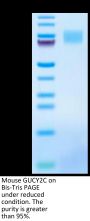 Mouse GUCY2C/Guanylyl cyclase C Protein (GCC-MM401)