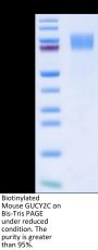 Biotinylated Mouse GUCY2C/Guanylyl cyclase C Protein (GCC-MM401B)