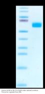 Human GCGR/Glucagon receptor Protein (GCR-HM20R)