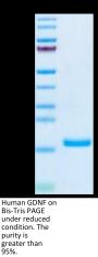 Human GDNF Protein (GDF-HE001)