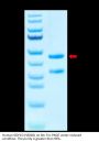 Human GDF15 (H202D) Protein (GDF-HM216)