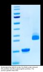 Biotinylated Rat GDF15 Protein (Primary Amine Labeling) (GDF-RE115B)