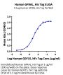 Human GFRAL/GFR alpha-like Protein (GFL-HM401)