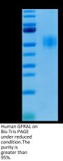 Human GFRAL/GFR alpha-like Protein (GFL-HM401)