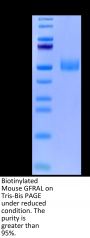 Biotinylated Mouse GFRAL/GFR alpha-like Protein (GFL-MM401B)