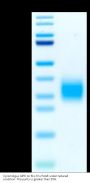 Cynomolgus GIPR Protein (GIP-CM40R)