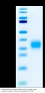 Biotinylated Cynomolgus GIPR Protein (GIP-CM40RB)
