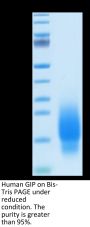Human GIP Protein (GIP-HM101)