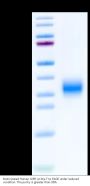 Biotinylated Human GIPR Protein (GIP-HM40RB)
