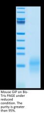 Mouse GIP Protein (GIP-MM101)