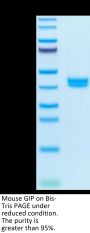 Mouse GIP Protein (GIP-MM201)