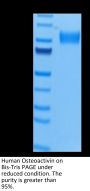 Human Osteoactivin/GPNMB Protein (GNB-HM101)