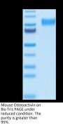 Mouse Osteoactivin/GPNMB Protein (GNB-MM101)