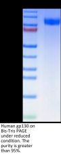 Human gp130/CD130/IL-6 R beta Protein (GP1-HM130)