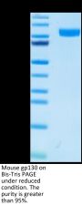 Mouse gp130/CD130/IL-6 R beta Protein (GP1-MM130)