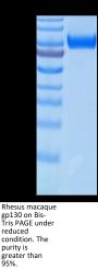 Rhesus macaque gp130/CD130/IL-6 R beta Protein (GP1-RM130)