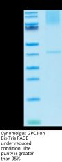 Cynomolgus GPC3/Glypican 3 Protein, Ultra Low Endotoxin (GPC-CM131-UL)