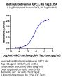 Biotinylated Human GPC3/Glypican 3 Protein (GPC-HM431B)