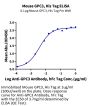 Mouse GPC3/Glypican 3 Protein (GPC-MM131)