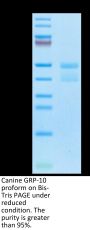 Canine GRP-10 proform Protein (GRP-DM20P)