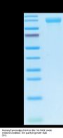 Human/Cynomolgus Her4/ErbB4 Protein (HER-HM204)